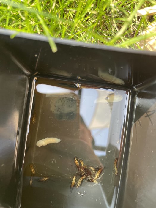 Svart behållare med vatten och döda insekter inklusive getingar, indikerar en fälla för skadedjur.