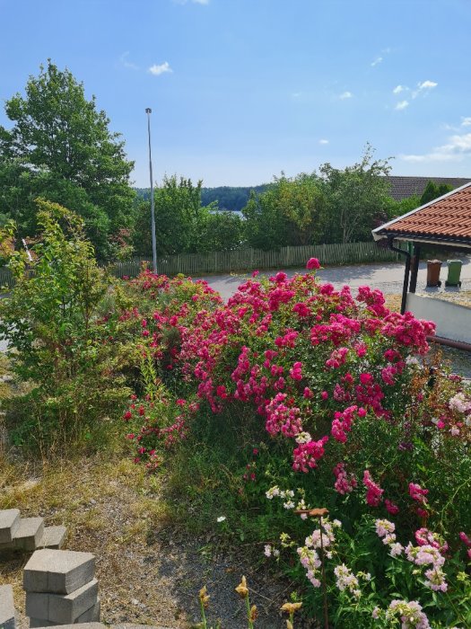 Yviga klätterrosor i full blom på en tomt, med grönska och en blå himmel i bakgrunden.