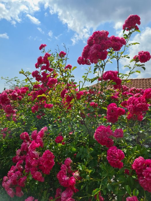 Yviga klätterrosor med frodiga rosa blommor under en solig himmel.