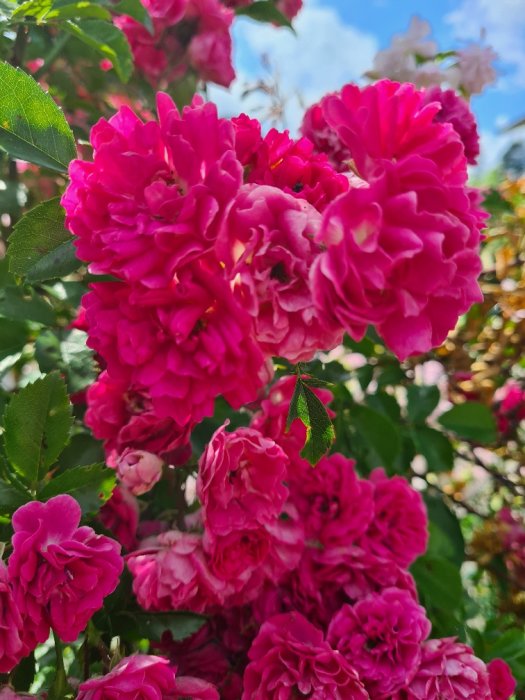 Yvig klätterros med ljuvliga rosa blommor på gröna grenar i dagsljus.