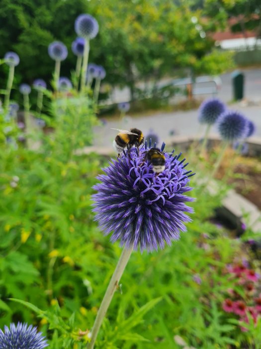 Bin som pollinerar en blå bolltistel med oskarp bakgrund av en trädgård.