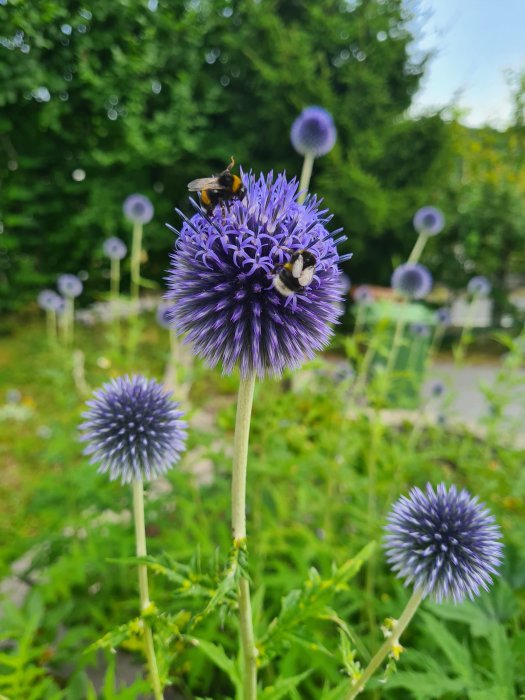 Bolltistel med utslagna lila blommor och bin som samlar nektar.