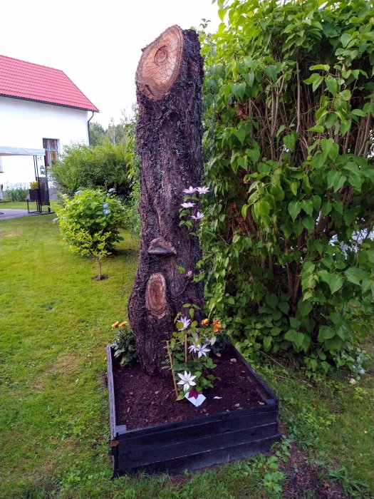 Kapad körsbärsträdstubbe omvandlad till stöd för klängväxter, med en blommande klematis, i en trädgård.