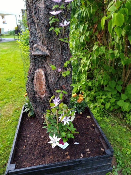 Nerkapat körsbärsträd som använts som stöd för klängande Klematis med blommor.