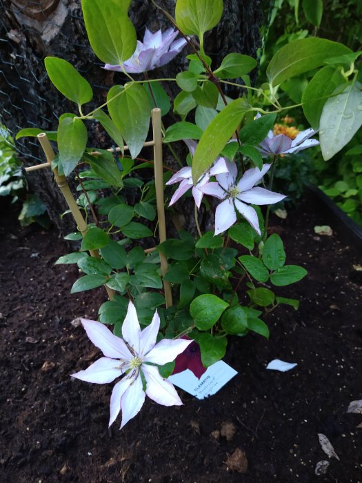 Klematisväxt med stora vita blommor vid stubbe av nedkapadt körsbärsträd i trädgården.