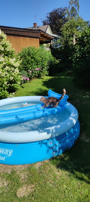 Katt utforskar en uppblåsbar pool fylld med vatten i en trädgård.