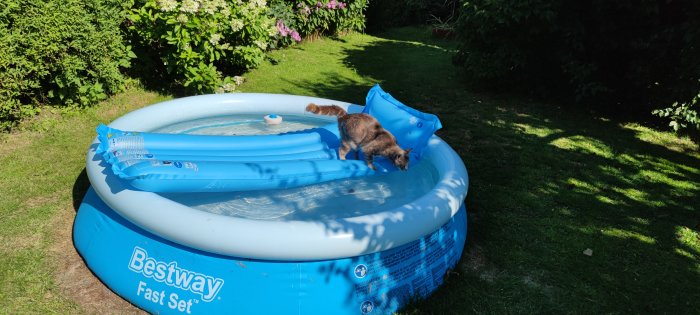 Katt utforskar en uppblåsbar pool fylld med vatten i en grön trädgård.