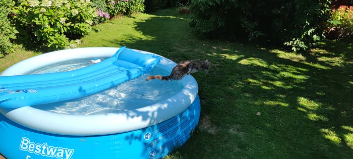 Katt som undersöker en uppblåsbar pool med vatten i en solig trädgård.