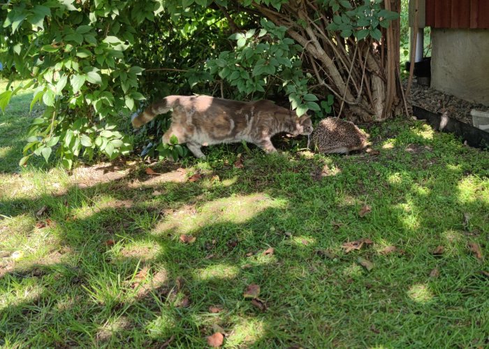 Katt smyger förbi en igelkott under buskage i en trädgård.