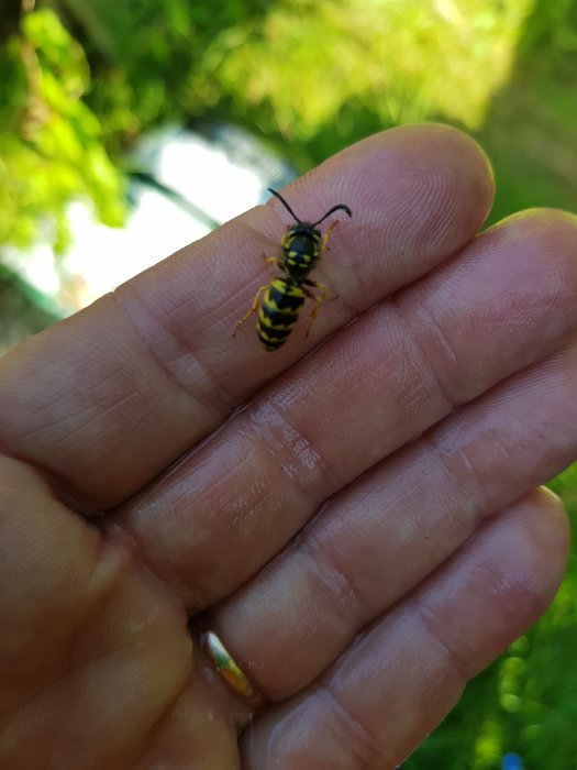 En räddad geting som sitter på en person hand ute i naturen.