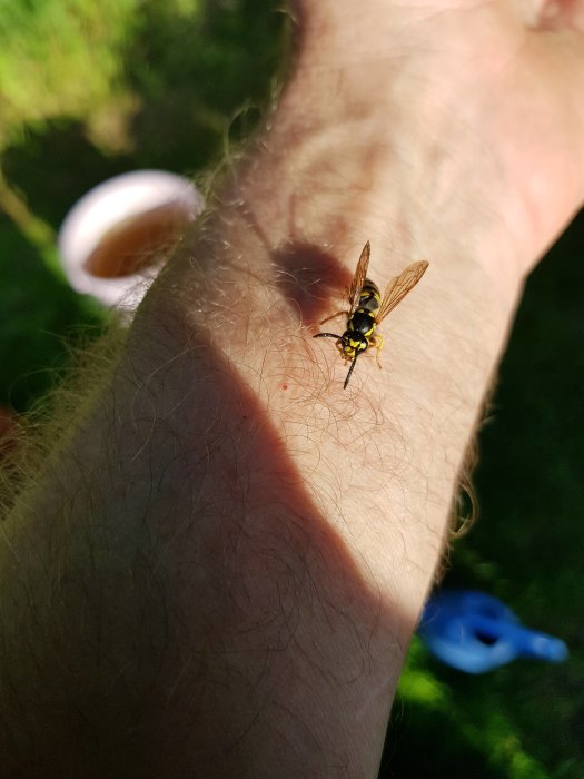 En geting på en persons arm i solljus med suddig bakgrund.