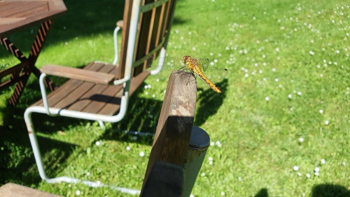 En trollslända på trästaketet med grön gräsmatta och trädgårdsmöbler i bakgrunden.