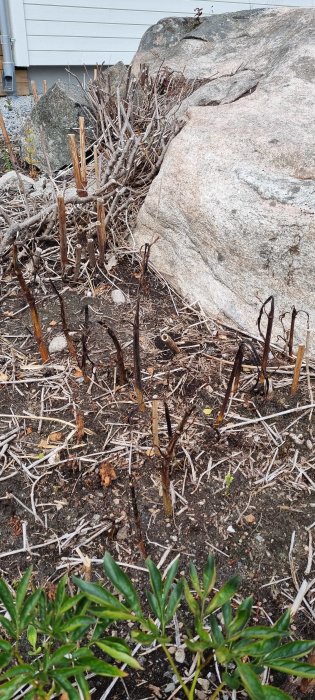 Döende parkslideväxter, några med små blad, behandlade med Roundup, vid en sten och husvägg.