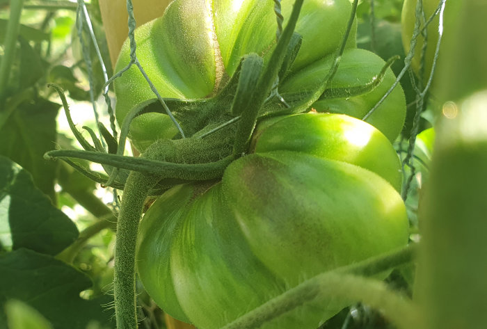 Omoget gröna tomater klämda bakom blågrönt hönsnät i ett tomatland.