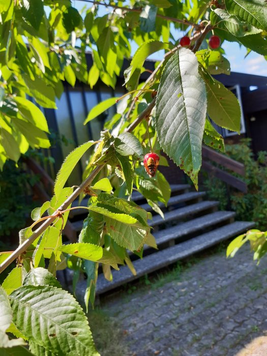 Nyponrosblad med röda nypon och en nyckelpiga, med en suddig trappa och hus i bakgrunden.