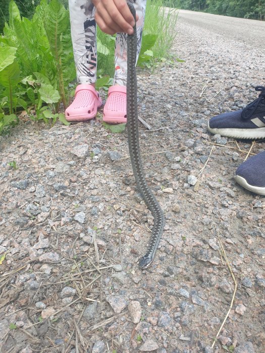 Person håller i en orm på en grusväg med grönska och fötter i bakgrunden.