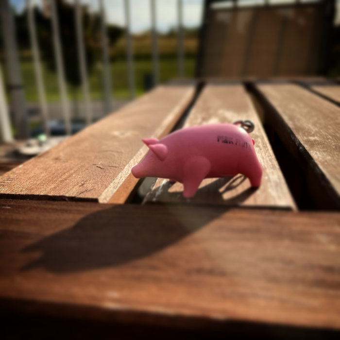 Rosa plastgris med texten "Pig Floyd" på en träplanka i solljus.