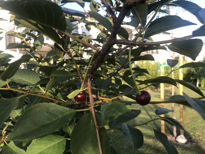 Två mogna körsbär på gren bland gröna blad i en trädgård.