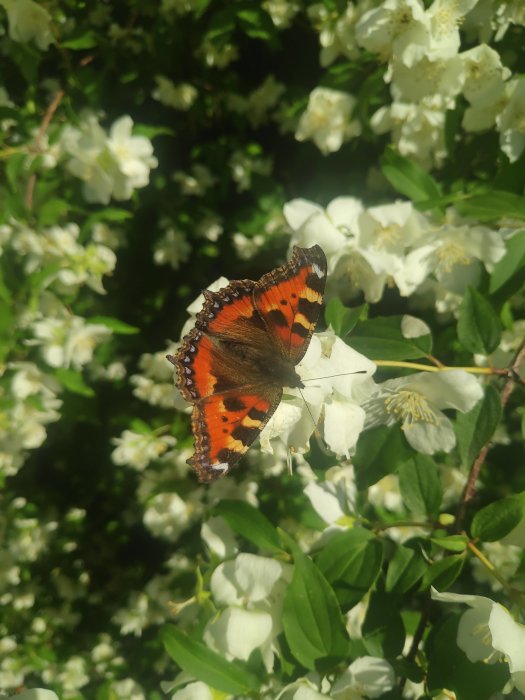 En nässelfjäril som sitter på vita blommor av en buske i solljus.