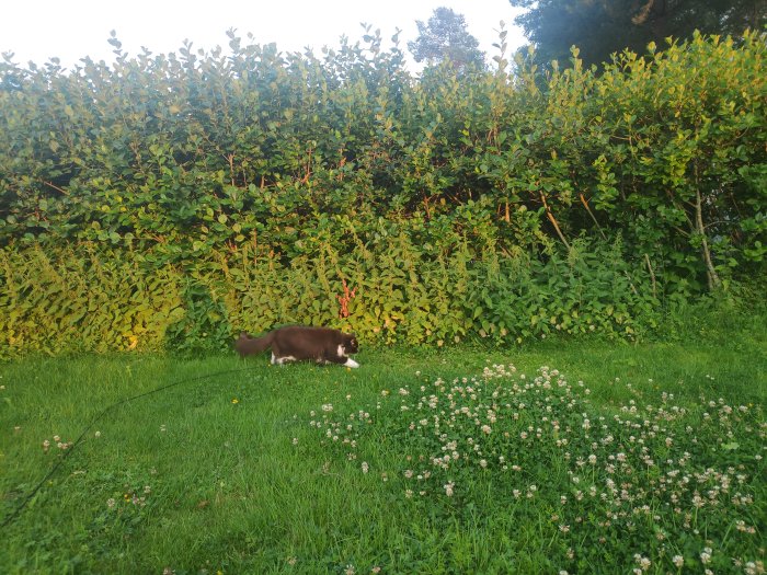 Katt promenerar i gräset framför en tät grön häck med blommor i förgrunden.