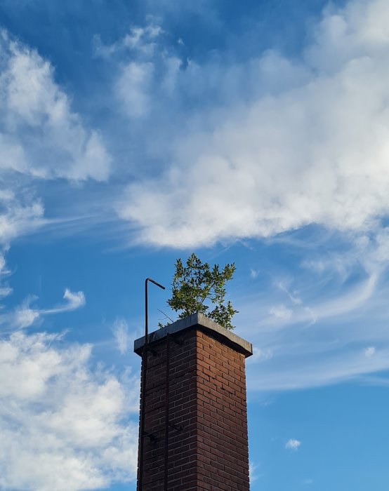 Ett friskt grönt träd som växer på toppen av en röd tegelskorsten mot en blå himmel med vita moln.