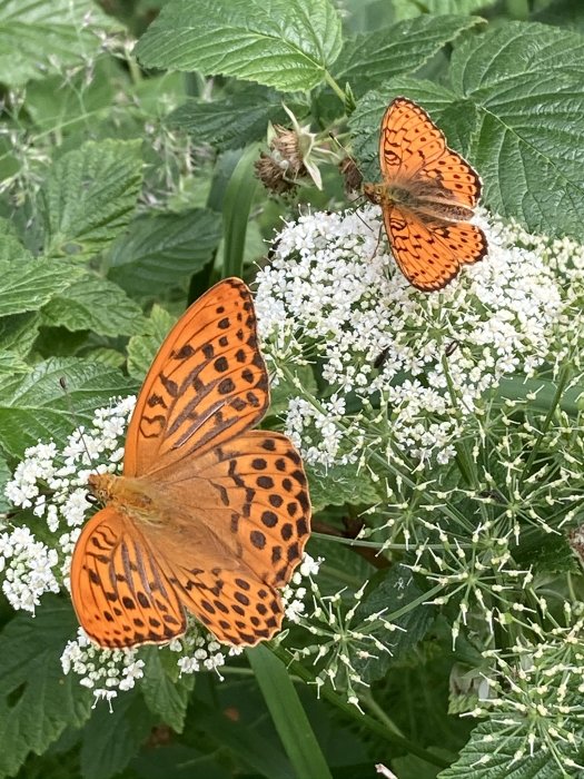 Två orangefärgade fjärilar med svarta prickar på vit blomsterklase med gröna blad i bakgrunden.