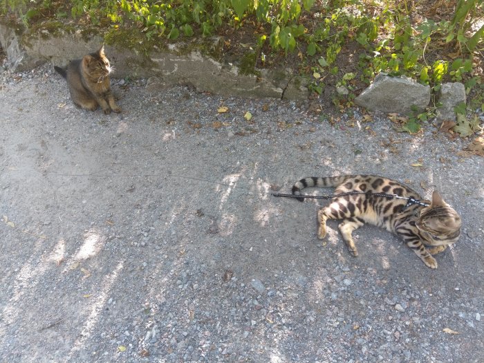 Två katter utomhus, en på koppel ligger på marken och en sitter bredvid en buske.