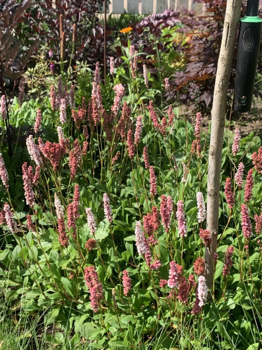 Ormrot med rosa blomspikar och gröna blad i trädgård, omgiven av annan grönska och en stödstång.