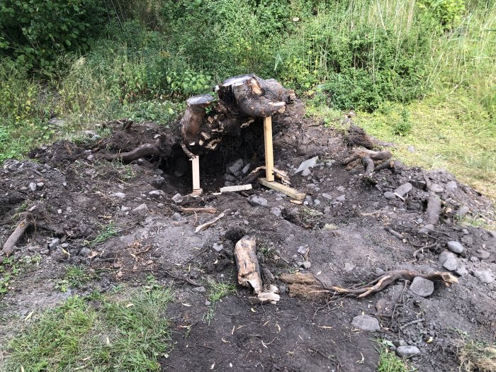 En delvis utgrävd stubbe med synliga rötter och jord i en trädgård, verktyg ligger bredvid.