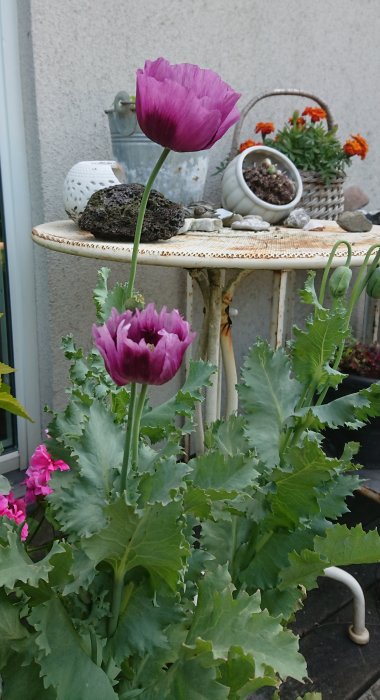 Lila opiumvallmo i blom med fransiga kronblad och gröna blad, odlade i bokashi, på en uteplats.