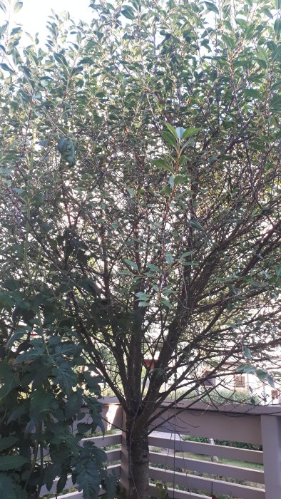 Ett lövträd med mörk stam och tätt gröna blad mot bakgrunden av en trästaket och himmel.