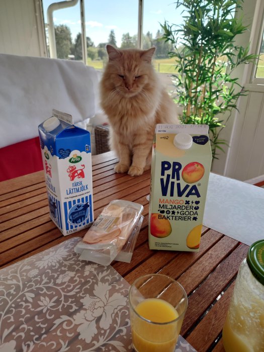 En orange katt sitter bredvid en frukostdukning med mjölk, juice och pålägg på ett bord inomhus.