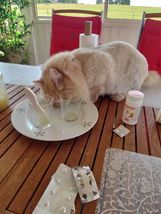 Katt som luktar på tomma glas på ett frukostbord med medicin och pålägg i bakgrunden.