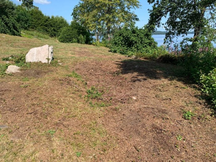 Otämjd tomt med mossa, sparsamt gräs och enstaka blåbärsris mot en bakgrund av träd och en glimt av vatten.