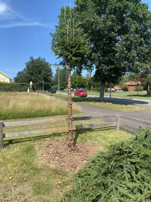 Nyligen sågad gran med synlig stubbe och nedklippta grenar på marken, vid en gräsmatta vid vägkanten.