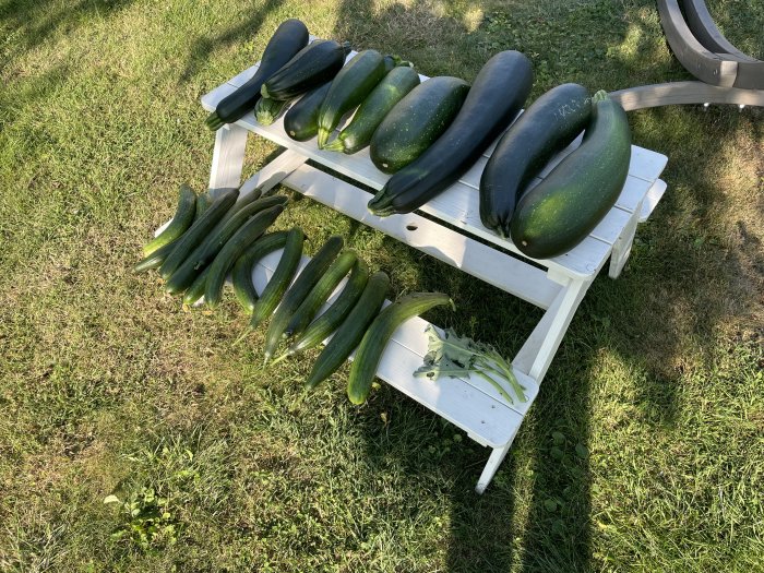 Stor skörd av zucchini ligger utlagd på ett vitt trädgårdsbord på en gräsmatta.