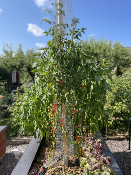 Tomatväxter med mogen frukt i odlingslåda med grönsaker i trädgård.