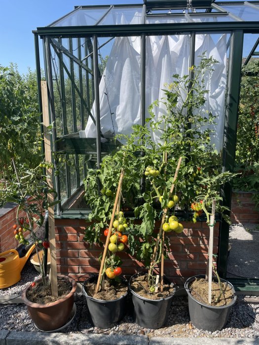 Tomatplantor i krukor framför ett växthus under en klar himmel.