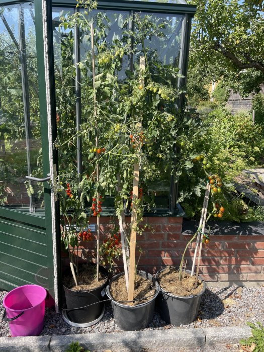 Tomatplantor i krukor framför ett växthus, med mogen och omogen frukt på grenarna.