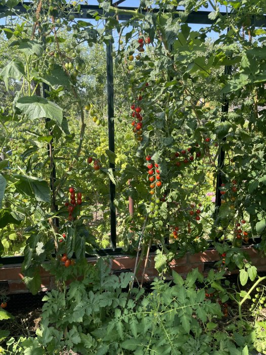 Tomatväxter med mogen frukt i ett växthus.