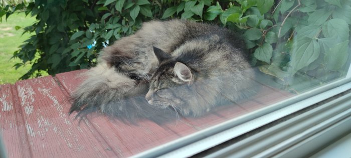 En långhårig katt sover på en sliten röd fönsterbräda utanför ett fönster med gröna blad i bakgrunden.