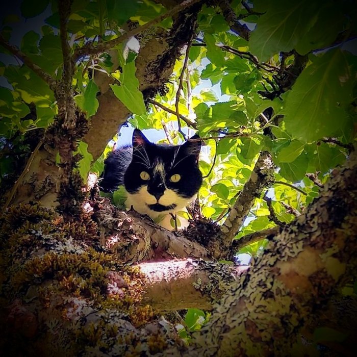 Svartvit katt som tittar fram mellan grenar och blad på ett äppelträd.