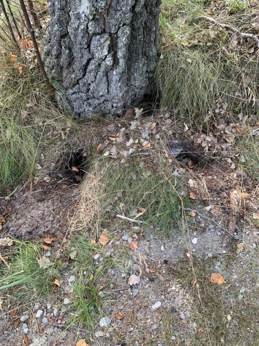 Tre hål vid en trädrot i skogen, ungefär 7-8 cm i diameter, omgivna av gräs och löv.