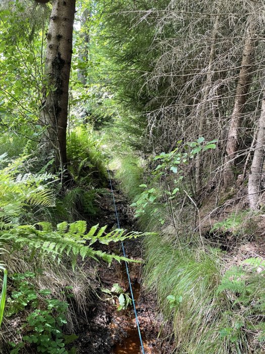 Bild av ett dike med sly och ogräs vid sidan av, omringad av skog, med synligt vatten i botten.