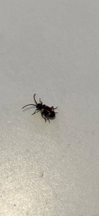 En skalbagge på en ljus yta, svart och brun, med långa antenner.