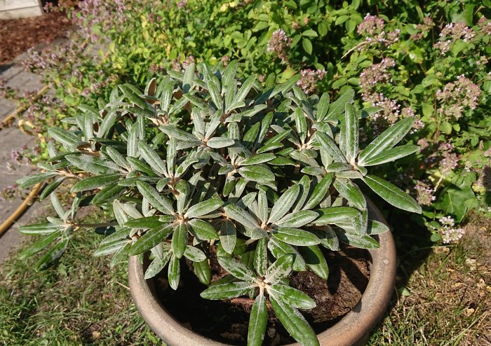 Växten Wada i en kruka med gröna blad, mot en bakgrund av blommande växtlighet.