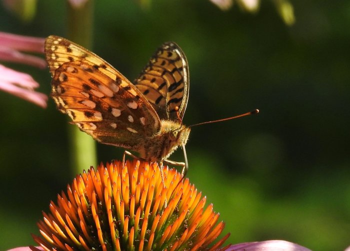 Fjäril med mörka och ljusa fläckar på vingarna sitter på en orange blommas spikiga blomhuvud.