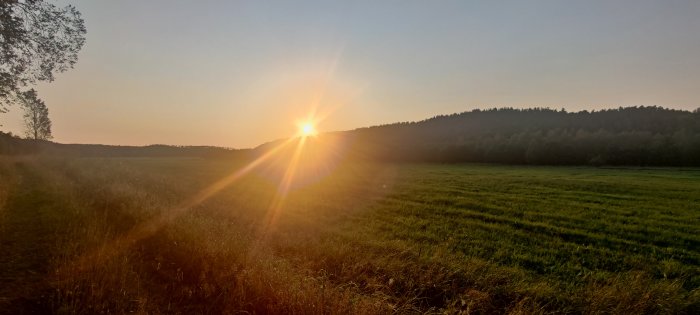 Solnedgång över en grön äng med träd i bakgrunden och solljus som strålar genom bilden.