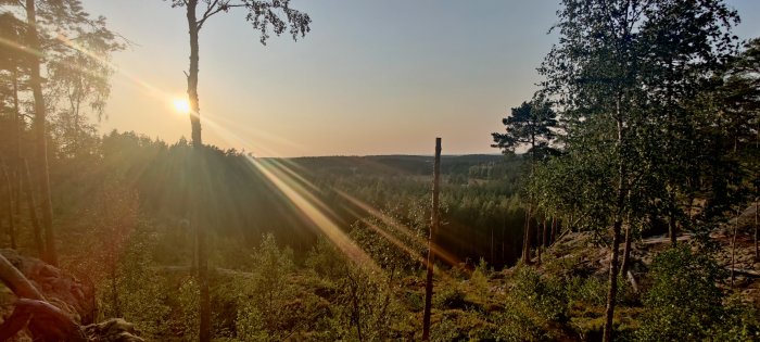 Solnedgång över skog och kuperad terräng med solstrålar som bryter genom träden.