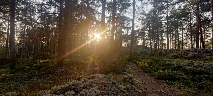 Solnedgång genom trädkronorna i en skog med ett stig som slingrar sig över mossklädd mark.